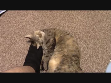 拾いねこ＠生後1537/1504日目　風雨の強まりにお気をつけください。