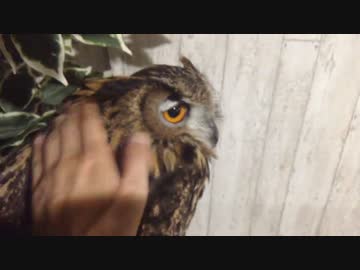 またワシミミズクをモフってきた。