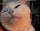 ふとねこ