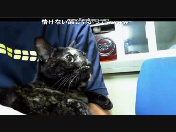 台風の雨音にビビるあずにゃん