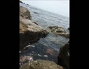THE BOOM【島唄】歌ってみた