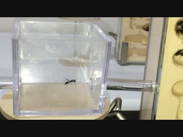 蟻戦争＃56 アリが登れなくなる粉の効力やいかに！編