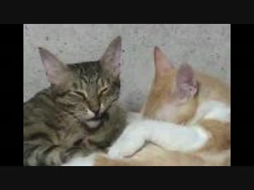 イチャイチャラブラブする猫