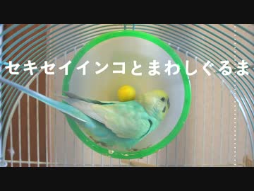 インコとまわし車（チュン太３世）