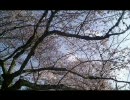 桜ノ雨 歌ってみた