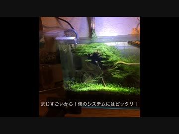 アイデアクアリウム