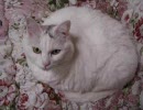 毛繕いするふとねこ