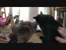 【166】ジャン❤︎ポン　パパとジャンくんの間に入りたいポンちゃん