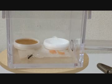 蟻戦争＃57 クロヤマにゼリー＆月に一度の給水作業編