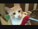 犬顔負けの取ってこいを披露する・・・・はずだった