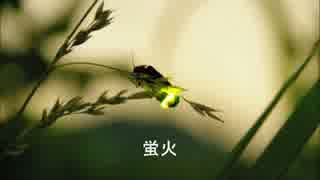 【Lily】蛍火【オリジナル】