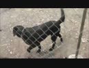 犬の糞２０１２年