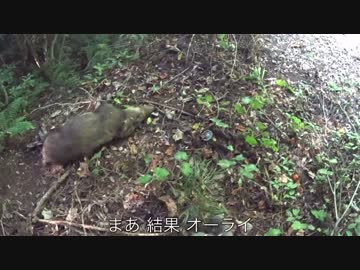 狩猟の現場から なんて日だ！【関係者は絶対に見るな】㊙︎映像(捨て身)