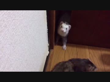 僕たちフェレットPonta and Chappie