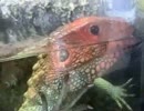 泳ぐガイアナカイマントカゲ（上野動物園）
