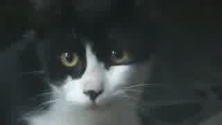 勝手に友達をつれて帰ってくる猫。僕の家においでよ～といいたげです。