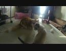 ｛律心｝我が家の住人が増えました｛小春｝
