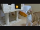ルゥ君「ボールを探せーーっ」笑