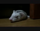 僕たちフェレットPonta and Chappie.Sep.23.2016