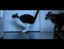 猫猫疾走 - カシオ EX-F1 600fps