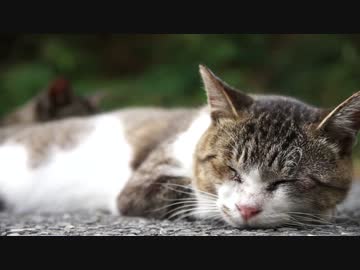 田代島の猫に会いに行ってきた