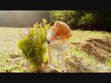 柴犬「木、うめぇ」