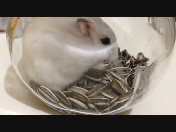 瓶とひまわりの種とハムスター