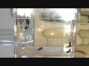 蟻戦争＃58 アリvsゾウムシ！初めての遠征戦編