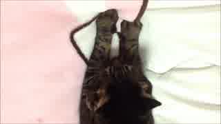 ふみふみ猫ちゃあさん