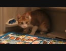 イタズラ猫。バスマットをかじられまくります。