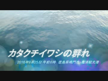 カタクチイワシの群れ 2016年9月25日午前６時 亀浦観光港