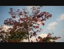 GLAY サラギの灯を弾いてみた