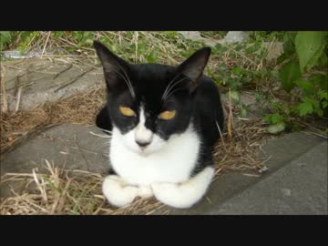 母猫が子猫を次々に紹介してきた