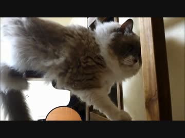キャットタワーのたぬこ