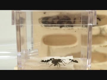 蟻戦争＃59 決着のゆくえ編