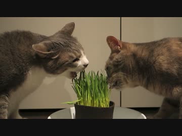 【モアクリ】 猫草のしらべ