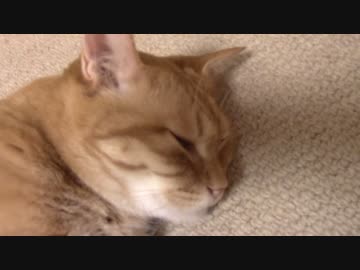 拾いねこ＠生後1544/1511日目　今日は大体アコさん