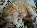次郎、30秒たゆんたゆんに耐える