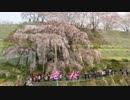 滝桜～しなの君子