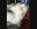 TMRねこ