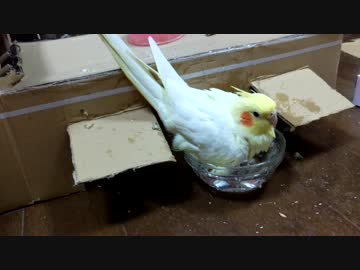 【オカメインコ】ちまちゃんの水浴び【ぶわっ】