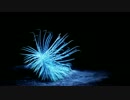 【オリジナル】Coral Forest【インスト】