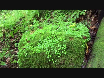 森と雨音とせせらぎ