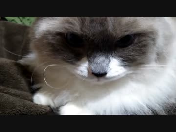 ふみふみたぬこ