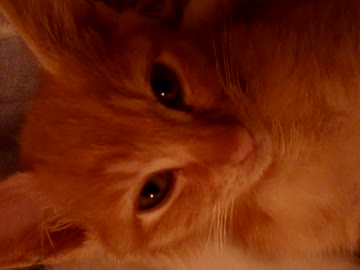 仰向けで寝てるかわいいネコ動画