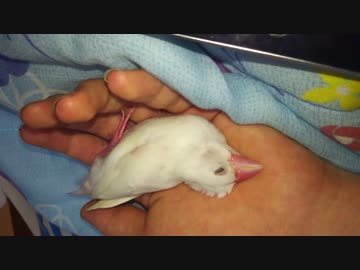 まるで死んだかのように眠る文鳥