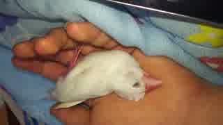 まるで死んだかのように眠る文鳥