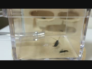 蟻戦争＃60 アリVSハサミムシ編