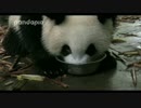 2016年9月24日中継のハイライト 萌蘭（モンラン）と点点（デェンデェン）のタライミルク。