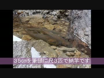 渓流釣りがしたくなって・・・2016年ラスト渓流釣り編